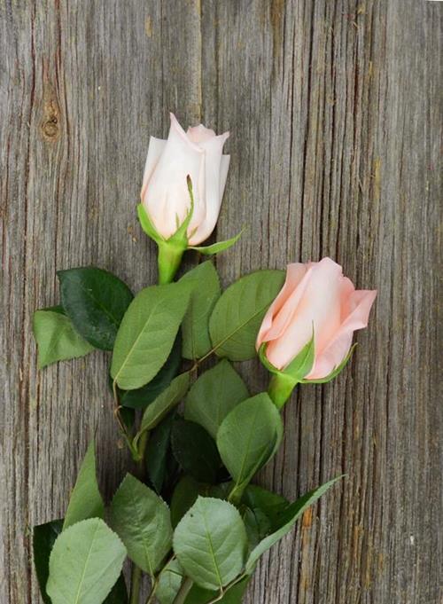 ENGAGEMENT  SALMON PEACH ROSES